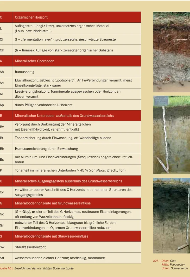 Tabelle A6 | Bezeichnung der wichtigsten Bodenhorizonte.  Unten: Schwarzerde  CD 