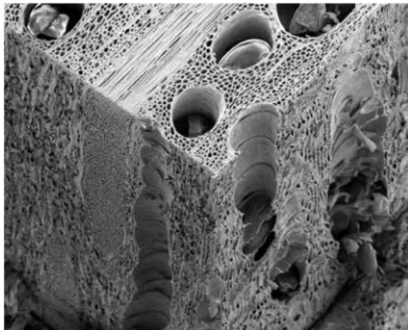 Abb. 2.1:  Rasterelektro- Rasterelektro-nische  Mikroskopieaufnah-men von Fichtenholz (links)  und Eichenholz (rechts)
