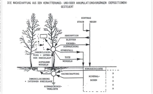 Abb. 1: Schema des Nährstoffhaushaltes des Waldes; Rechtecke symbolisieren Bereiche der Akkumulation, Kreise  Bereiche hoher Mobilität