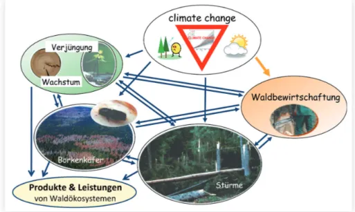 Abb. 1: Wirkungszusammenhänge von Waldökosystemprozessen (Verjüngung, Wachstum, Baummortalität), Waldbau- Waldbau-maßnahmen sowie Produkten und Ökosystemleistungen unter Klimawandelbedingungen (Details siehe Text).