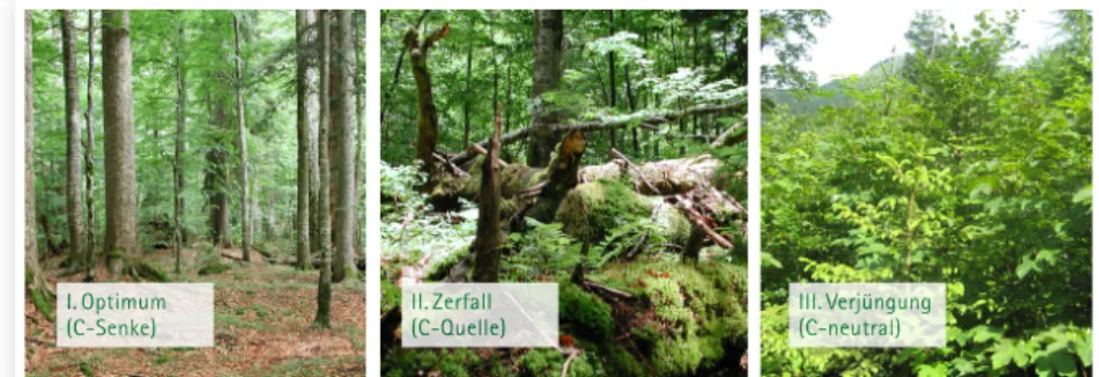 Abb. 1: Stadien der Waldentwicklung im Urwald und ihre Wirkung auf den Kohlenstoffkreislauf  