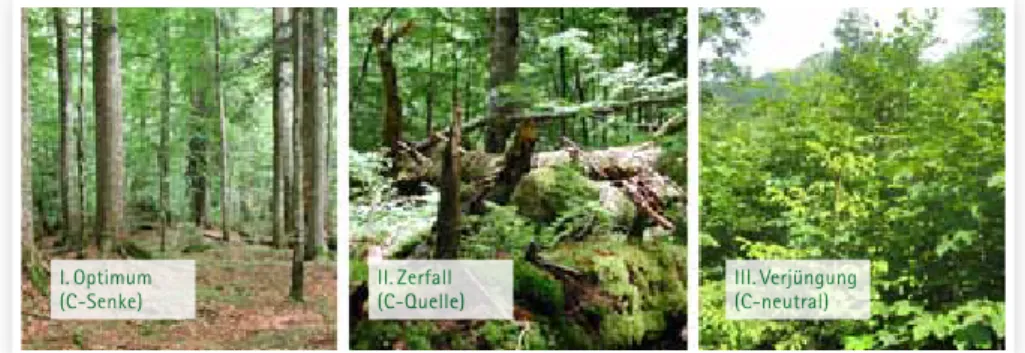 Abb. 2: Stadien der Waldentwicklung im Urwald und ihre Wirkung auf den Kohlenstoffkreislauf  