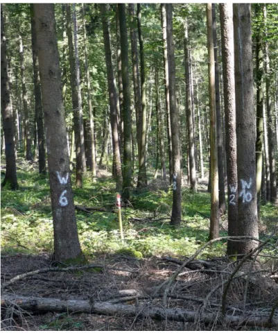 Tab.  2:  Anzahl  untersuchter  Probebäume  der  Wald- Wald-schadensinventur 2019 