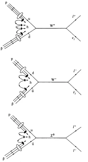Abbildung 12: Die Erzeugung von W ± - und Z 0 -Bosonen in p p-St¨oßen, aus ¯ [5]