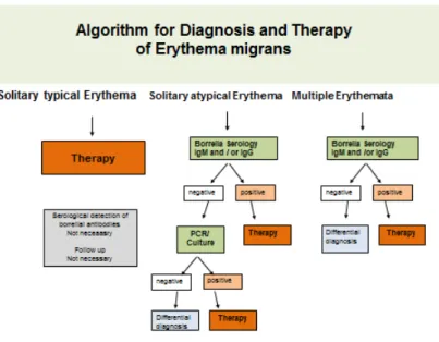 Figure 7: Algorithm for diagnosing a solitary or multilocular erythema migrans