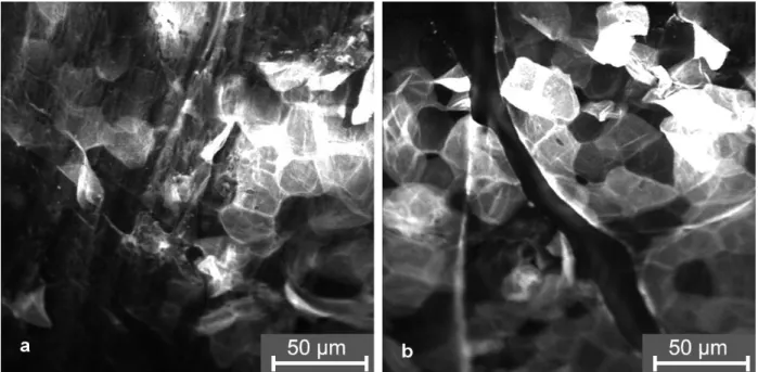 Figure 7: Laser scanning microscopy images of the distribution of the fluorescent dye curcumin in the stratum corneum a) without wIRA irradiation (“mode A”)