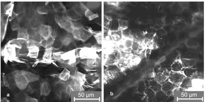 Figure 6: Laser scanning microscopy images of the stratum corneum after application of the fluorescein containing formulation a) without wIRA irradiation (“mode A”)