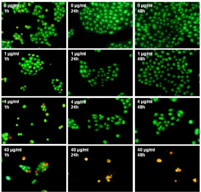 Abbildung 4: Färbung von HaCaT Zellen mit SYTO-13 und Ethidiumhomodimer-2 nach Inkubation mit Polihexanid für bis zu 48 h