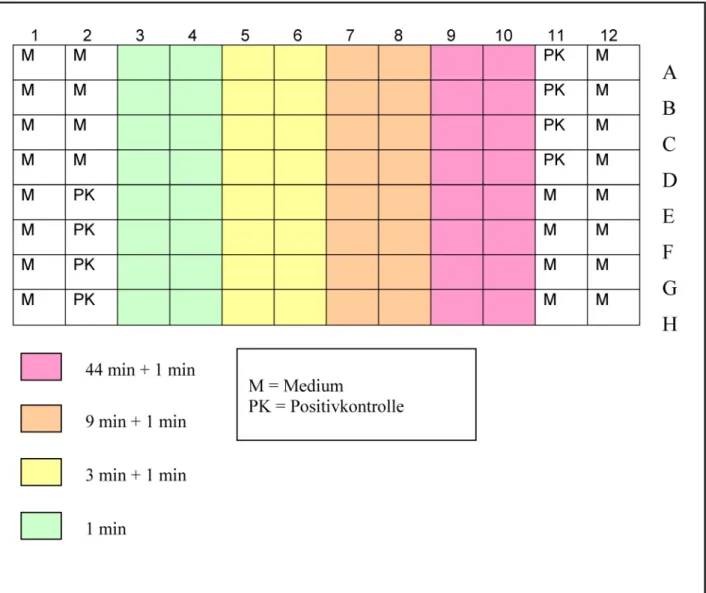 Abbildung 1: Schematische Darstellung der 96 well-Zellkulturplatte mit den dazugehörigen Positionen für die unterschiedlichen Einwirkzeiten einer Prüfkonzentration