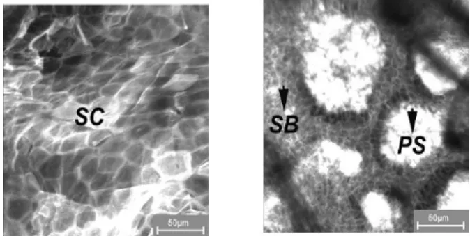 Abbildung 3: Laser-Scan-mikroskopische Darstellung von zellulären Strukturen in unterschiedlichen Hautschichten