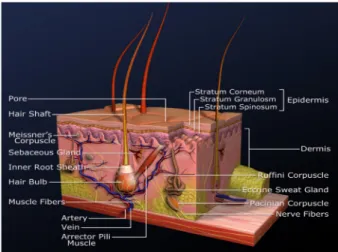 Figure 1: Structure of the skin
