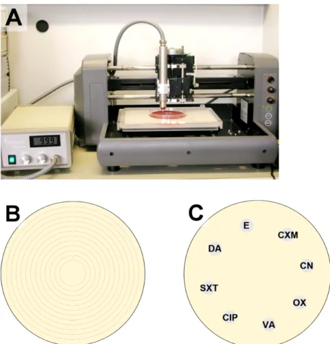 Figure 1: Setup of the plasma application system (A), illustration of the movement pattern for the plasma or gas application (space between the circles = 3 mm) on agar plate (B), and placement of disks in on the prepared agar plates in the antibiotic sensi