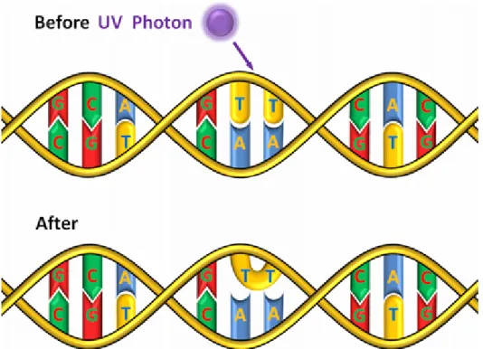 Figure 1: Absorption of a UV-C photon by DNA and formation of a thymine dimer