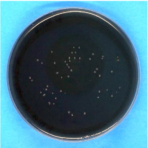 Figure 3: Example of a BCYE agar plate with visible colonies of Legionella after incubation