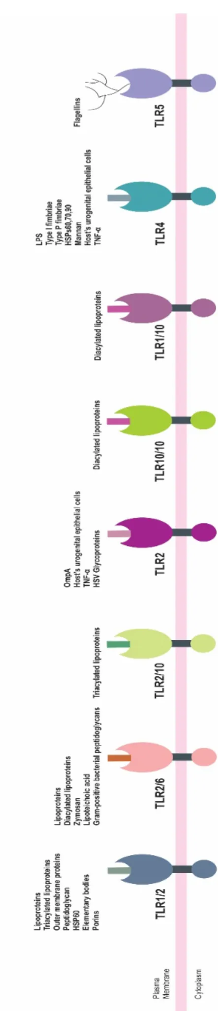 Figure 1: The situation, arrangement and relationship between pathogen-associated molecular patterns (PAMPs) and TLRs in UGTIs