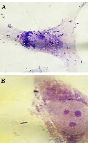 Figure 1: Gentamicin-HEp-2 cell invasion assay. Intracellular localization of S. sonnei (A) and S