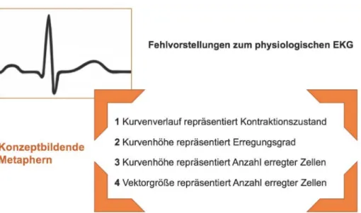 Abbildung 4: More Is Up – Fehlleitende Metaphernkonzepte beim Verständnis des physiologischen EKG.