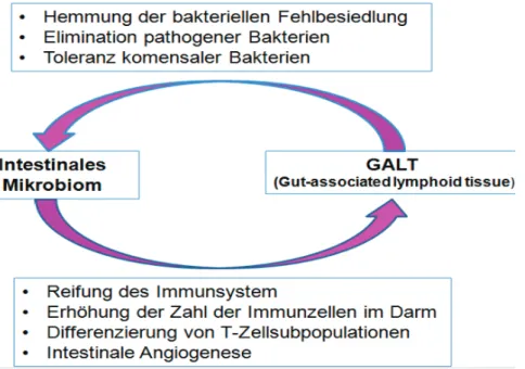 Abbildung 3: Interaktion zwischen Mikrobiom und GALT (Brade u. Distl, 2016) 