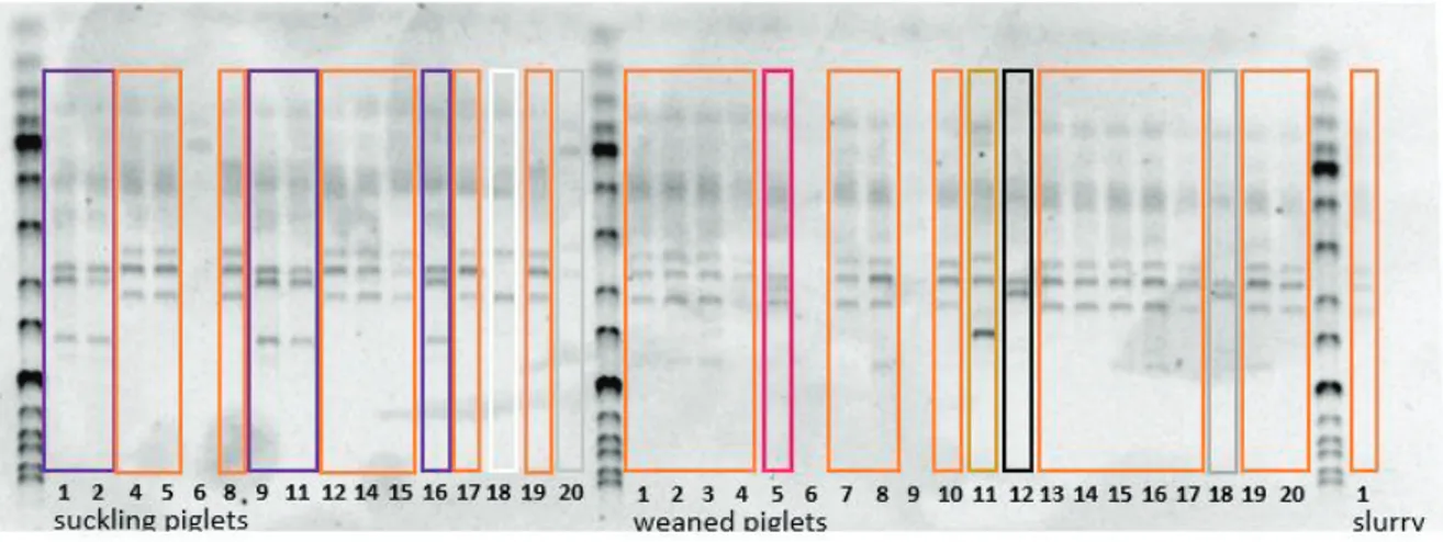 Abbildung 10: Auswertung PCR Mittel - und Endmast und Gülle 
