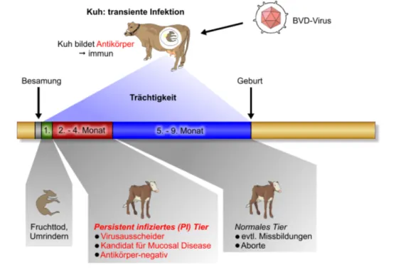 Abb. 1.2: Schematische Darstellung der Übertragung von BVDV auf den Fetus. Quelle der Grafik: Universität Bern, Institut für Virologie und Immunologie, PDF: