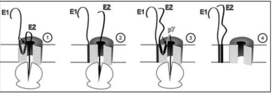 Abb. 1.4: Schematisches Modell der Topologie der HCV Proteine E1 und E2 vor und nach der Prozessierung des Polyproteins: (1) Sowohl der N- als auch der C-Terminus des Proteins HCV-E1 ist in das ER-Lumen gerichtet und nimmt somit eine Haarnadel-Struktur ein