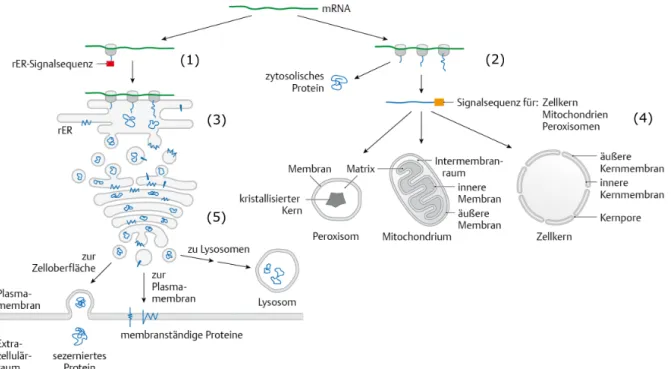 Abb. 1.6: Schematische Darstellung der Sortierung von Proteinen innerhalb der Zelle: Die Translation der mRNA geschieht entweder an den Ribosomen des rER (1) oder den freien Ribosomen im Zytoplasma (2)