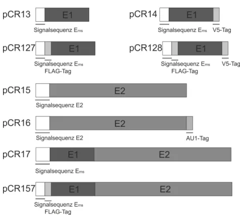 Tab. 2.12: pCI- und pcDNA3-Plasmide