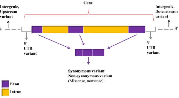 Figure 1.2: Diagram showing the location of different SNP variants (modified from  McLaren et al