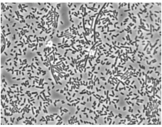 Abbildung 1: Bakterien der Gattung Listeria monocytogenes im Hellfeld-Mikroskop. 