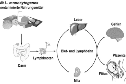 Abbildung 3: Infektionszyklus von L. monocytogenes. 