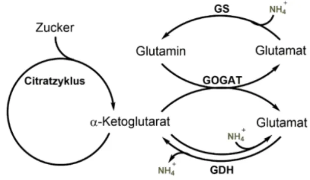 Abbildung 5: Der Auf- und Abbau von Glutamat bei L. monocytogenes. 