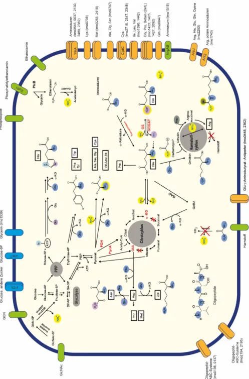 Abbildung 6: Übersicht über den Metabolismus von L. monocytogenes.  Gezeigt wird das metabolische Grundgerüst, welches für die de novo-Biosynthese aller AS notwendig ist