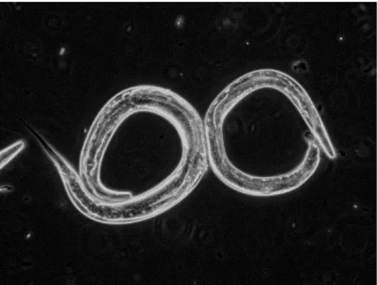 Abbildung 8: Adulte Nematoden vom wildtypischen Stamm C. elegans N2. 