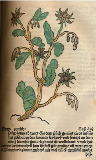 Abbildung 1: Hortus sanitatis (Augsburg 1485)