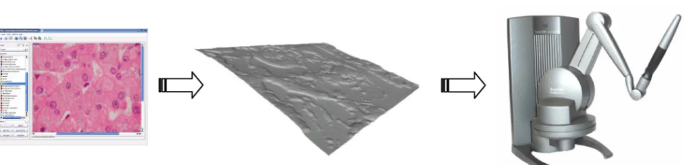Abbildung 2: Die make2Dhaptic Software generiert zu einem Bild (hier: histologisches Schnittpräparat) ein 3D-Relief, das mit dem Haptic Device ertastet wird.