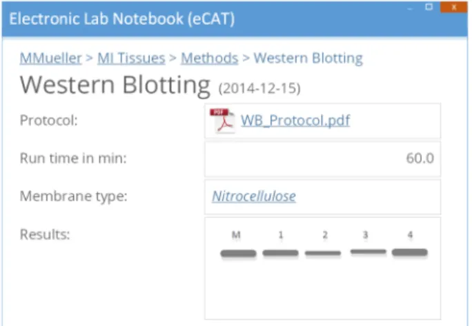 Figure 2: Structure of the metadata scheme for a Western Blot experiment implemented in the ELN