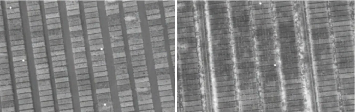 Abbildung 4: Vergleich einer unkrautfreien Versuchsfläche in Söllingen (links) und einer stark  verunkrauteten Versuchsfläche in Warmse mit Kartoffel als Vorfrucht (rechts) bei 850 nm