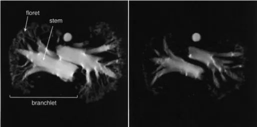 Fig. 3: Water loss of harvested broccoli held in air at 20 °C after 2 hours (left) and 26 hours  (right), respectively