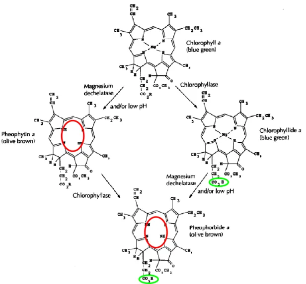 Fig. 6:  Schematic  diagram  of  early  chlorophyll  degradation  modified  after  Heaton  and  Marangoni (1996)