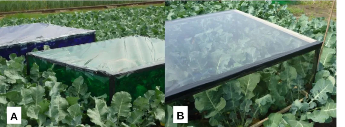 Fig. 10:  Plastic  film  covers  placed  on  broccoli  for  variation  of  light  quality  (A)  and  fully  transparent covers without light variation (B)
