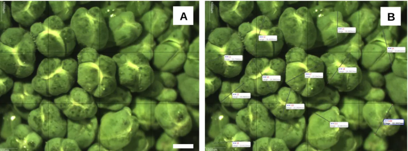 Fig. 13:  Microscopic  image  of  a  broccoli  curd  harvested  on  August  4 th ,  2011  (A)  and  analysis  of  bud  diameters  (B)