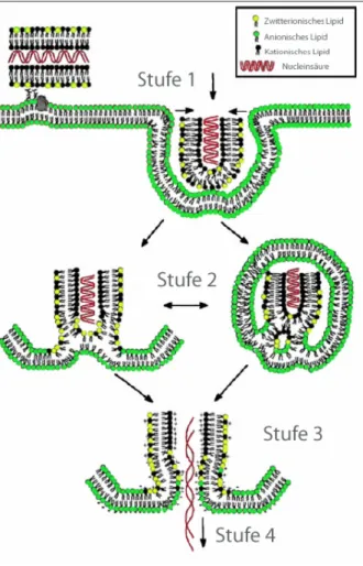 Abbildung 5: Mechanismus der DNA-Übertragung in die Zelle durch Lipofection (Li und Szoka, 2007; Xu  und Szoka, 1996) 
