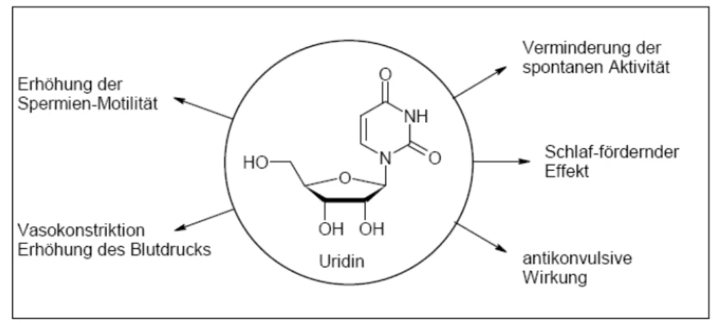 Abbildung 44: Pharmakologische Wirkungen von Uridin aus der Dissertation von Till Schuma- Schuma-cher(Schumacher, 2005) 