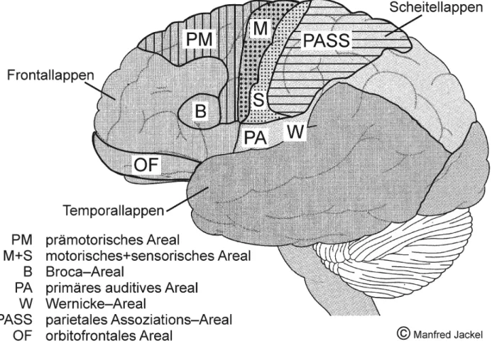Abbildung 2: Das neuronale Netzwerk von Sprechen, Bewegen und Musizieren) 