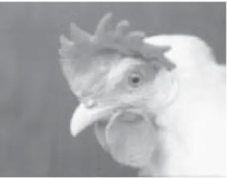 Abb. 1: Die Legeleistung fällt bei an Geflügelpest erkrankten Hühnern stark ab und die Schalen der noch gelegten Eier sind dünnwandig, oder fehlen ganz.