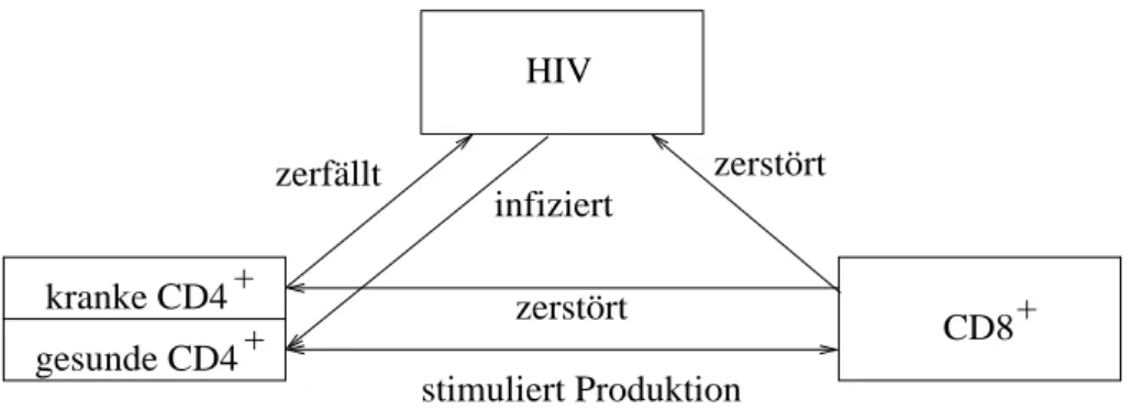 Abbildung 2.1: Interaktionen zwischen dem HIV-Virus und den CD4 + und CD8 + T-Zellen.