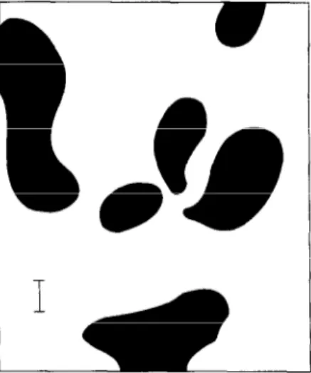 Figure  2. An example  of a “dappled”  pattern  as resulting  from  a type  (a) morphogen  system