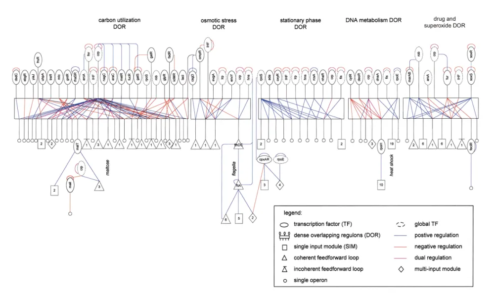 Fig. 3 Part of the network of direct transcriptional interactions in the E. coli data set, represented using network motifs