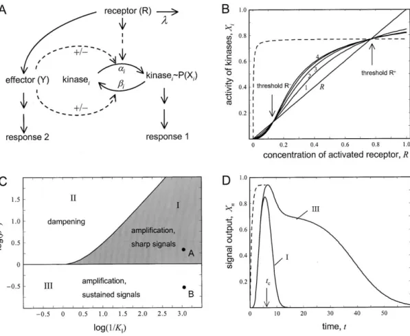 Figure 6. The Effect of Crosstalk on a Signaling Cascade