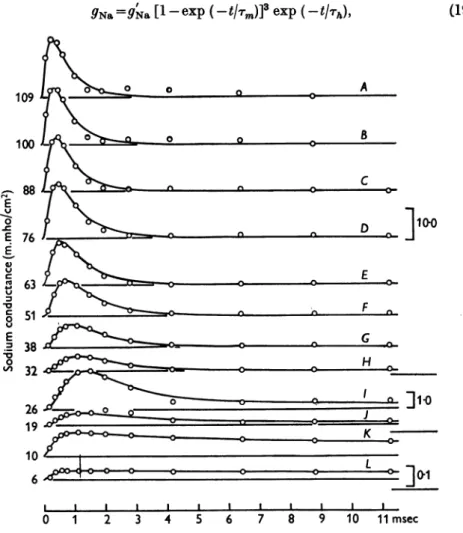 Fig. 6. Changes of sodium conductance associated with different depolarizations. The circles are experimental estimates of sodium conductance obtained on axon 17, temperature 6-70 C (of